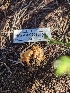  ( - HAY-F-002098)  @11 [ ] by-nc (2023) Stu Pickell Fungal Diversity Survey