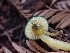 ( - HAY-F-001939)  @11 [ ] by-nc (2023) Sadie Hickey Fungal Diversity Survey