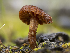  ( - HAY-F-002122)  @11 [ ] by-nc (2023) Stu Pickell Fungal Diversity Survey