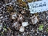  ( - HAY-F-002097)  @11 [ ] by-nc (2023) Stu Pickell Fungal Diversity Survey