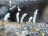  ( - HAY-F-002796)  @11 [ ] by-nc (2023) Damon Tighe Fungal Diversity Survey