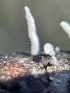  ( - HAY-F-002796)  @11 [ ] by-nc (2023) Damon Tighe Fungal Diversity Survey