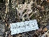  ( - HAY-F-002798)  @11 [ ] by-nc (2023) Damon Tighe Fungal Diversity Survey