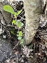  ( - HAY-F-002798)  @11 [ ] by-nc (2023) Damon Tighe Fungal Diversity Survey