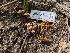  ( - HAY-F-001972)  @11 [ ] by-nc (2023) Stu Pickell Fungal Diversity Survey