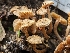  ( - HAY-F-001972)  @11 [ ] by-nc (2023) Stu Pickell Fungal Diversity Survey