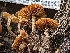  ( - HAY-F-001972)  @11 [ ] by-nc (2023) Stu Pickell Fungal Diversity Survey