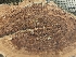  ( - HAY-F-002131)  @11 [ ] by-nc (2023) Stu Pickell Fungal Diversity Survey