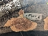  ( - HAY-F-002131)  @11 [ ] by-nc (2023) Stu Pickell Fungal Diversity Survey
