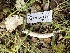  ( - HAY-F-001294)  @11 [ ] by-nc (2023) Aaron Tupac Fungal Diversity Survey