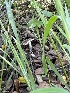  ( - HAY-F-001294)  @11 [ ] by-nc (2023) Aaron Tupac Fungal Diversity Survey