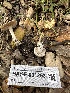  (Inocybe sp. CA14 - HAY-F-001293)  @11 [ ] by-nc (2023) Aaron Tupac Fungal Diversity Survey