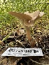  ( - HAY-F-001292)  @11 [ ] by-nc (2023) Aaron Tupac Fungal Diversity Survey