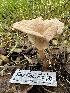  ( - HAY-F-001292)  @11 [ ] by-nc (2023) Aaron Tupac Fungal Diversity Survey