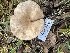  ( - HAY-F-001292)  @11 [ ] by-nc (2023) Aaron Tupac Fungal Diversity Survey