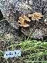  ( - HAY-F-001367)  @11 [ ] by-nc (2023) Aaron Tupac Fungal Diversity Survey