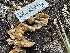  ( - HAY-F-001367)  @11 [ ] by-nc (2023) Aaron Tupac Fungal Diversity Survey