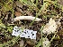  ( - HAY-F-001294)  @11 [ ] by-nc (2023) Aaron Tupac Fungal Diversity Survey