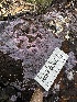  ( - HAY-F-002612)  @11 [ ] c (2023) Rudy Diaz Fungal Diversity Survey