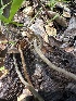  (Simocybe sp. CA05 - HAY-F-002604)  @11 [ ] c (2023) Rudy Diaz Fungal Diversity Survey