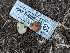  (Balsamia alba - HAY-F-002134)  @11 [ ] by-nc (2023) Stu Pickell Fungal Diversity Survey