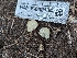  ( - HAY-F-002134)  @11 [ ] by-nc (2023) Stu Pickell Fungal Diversity Survey