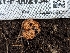  ( - HAY-F-002134)  @11 [ ] by-nc (2023) Stu Pickell Fungal Diversity Survey