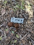  ( - HAY-F-002139)  @11 [ ] by-nc (2023) Stu Pickell Fungal Diversity Survey