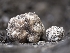  ( - HAY-F-002138)  @11 [ ] by-nc (2023) Stu Pickell Fungal Diversity Survey