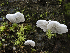  ( - HAY-F-002090)  @11 [ ] by-nc (2023) Stu Pickell Fungal Diversity Survey