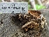  ( - HAY-F-002142)  @11 [ ] by-nc (2023) Stu Pickell Fungal Diversity Survey