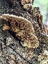  ( - HAY-F-002142)  @11 [ ] by-nc (2023) Stu Pickell Fungal Diversity Survey