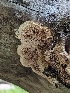  ( - HAY-F-002142)  @11 [ ] by-nc (2023) Stu Pickell Fungal Diversity Survey