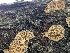  ( - HAY-F-002109)  @11 [ ] by-nc (2023) Stu Pickell Fungal Diversity Survey
