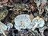  ( - HAY-F-002146)  @11 [ ] by-nc (2023) Stu Pickell Fungal Diversity Survey