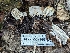  ( - HAY-F-002146)  @11 [ ] by-nc (2023) Stu Pickell Fungal Diversity Survey