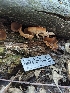  ( - HAY-F-002146)  @11 [ ] by-nc (2023) Stu Pickell Fungal Diversity Survey