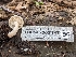  ( - HAY-F-002147)  @11 [ ] by-nc (2023) Stu Pickell Fungal Diversity Survey