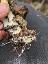  ( - HAY-F-002147)  @11 [ ] by-nc (2023) Stu Pickell Fungal Diversity Survey