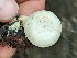  ( - HAY-F-002147)  @11 [ ] by-nc (2023) Stu Pickell Fungal Diversity Survey