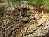  ( - HAY-F-002148)  @11 [ ] by-nc (2023) Stu Pickell Fungal Diversity Survey
