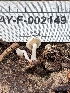  ( - HAY-F-002149)  @11 [ ] by-nc (2023) Stu Pickell Fungal Diversity Survey