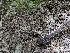  ( - HAY-F-002149)  @11 [ ] by-nc (2023) Stu Pickell Fungal Diversity Survey