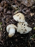 (Cuphophyllus sp. CA08 - HAY-F-000729)  @11 [ ] by (2023) Mandy Hackney Fungal Diversity Survey