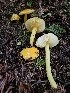  ( - HAY-F-000711)  @11 [ ] by (2023) Mandy Hackney Fungal Diversity Survey