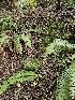  ( - HAY-F-000711)  @11 [ ] by (2023) Mandy Hackney Fungal Diversity Survey
