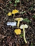  ( - HAY-F-000711)  @11 [ ] by (2023) Mandy Hackney Fungal Diversity Survey