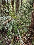  ( - HAY-F-000698)  @11 [ ] by (2023) Mandy Hackney Fungal Diversity Survey