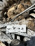  (Kellermania sp. CA02 - HAY-F-002620)  @11 [ ] c (2023) Rudy Diaz Fungal Diversity Survey