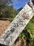  ( - HAY-F-002620)  @11 [ ] c (2023) Rudy Diaz Fungal Diversity Survey